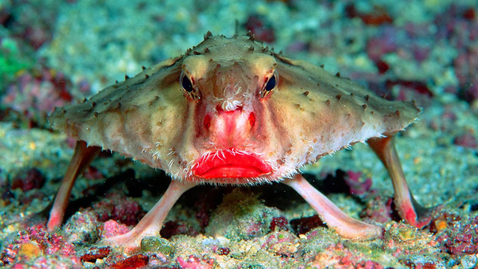 Batfish 2